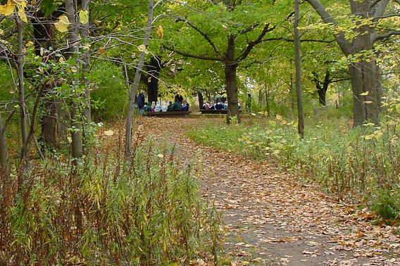 Trails through the forest at Havenwoods State Forest