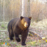 A black bear walking through a leafless forest.