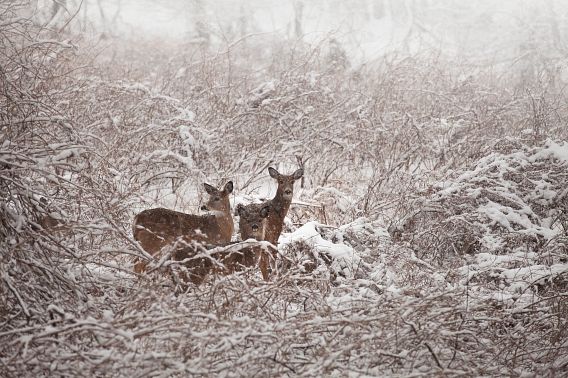 Three antlerless deer standing in the snowy woods.