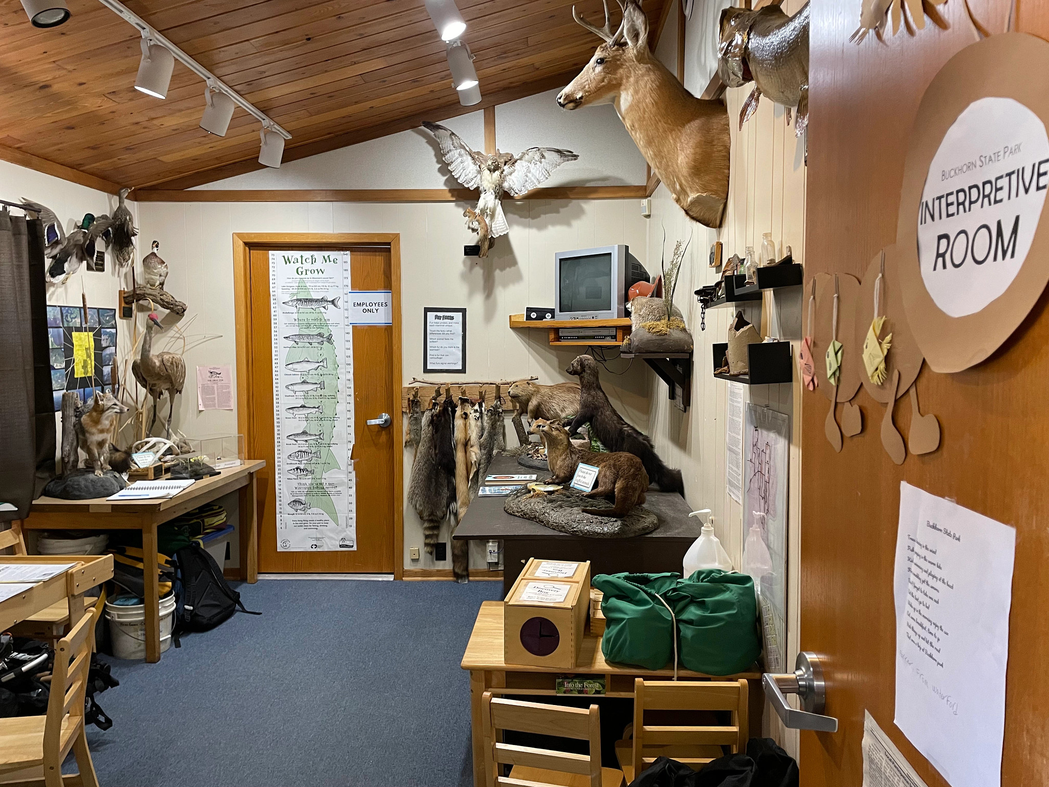 overview of a room full of activities, posters, tables and taxidermy animals.