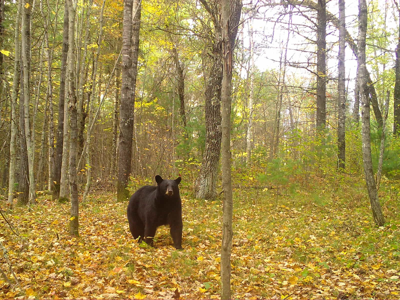 A black bear walks through a forest in fall. The forest floor is covered with yellow and brown leaves. 