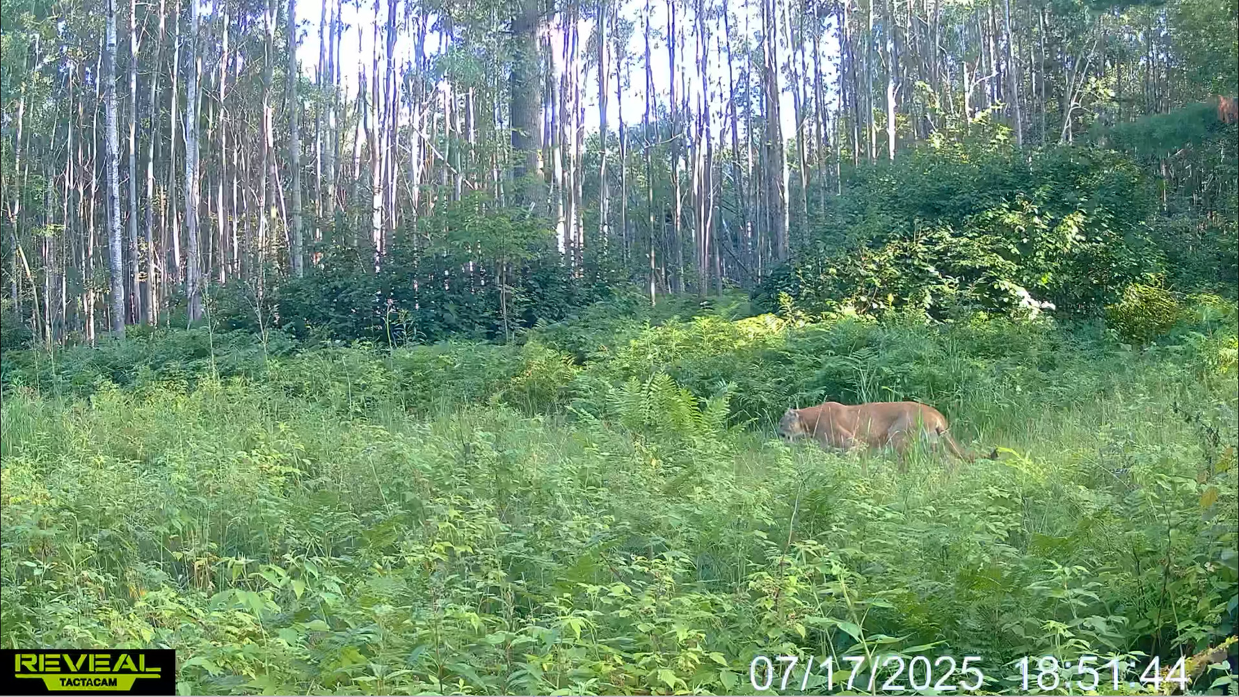 Cougar was captured on a trail camera in the tall grass.