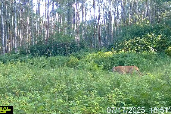 Cougar was captured on a trail camera in the tall grass.