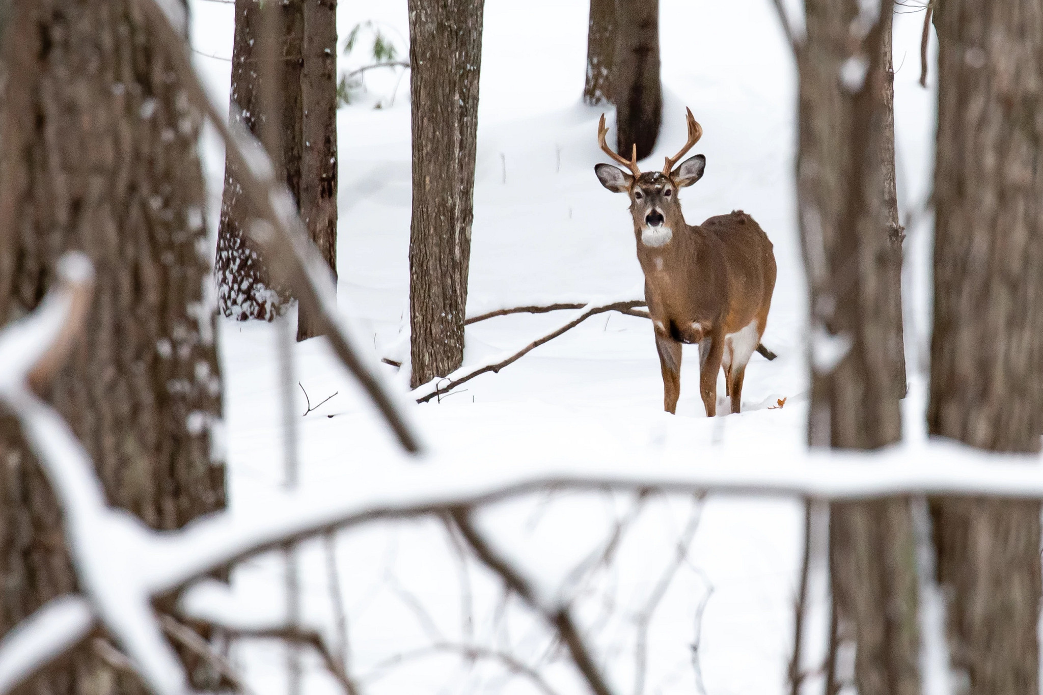 A white-tailed buck stands in the snowy forest, looking at the camera. 