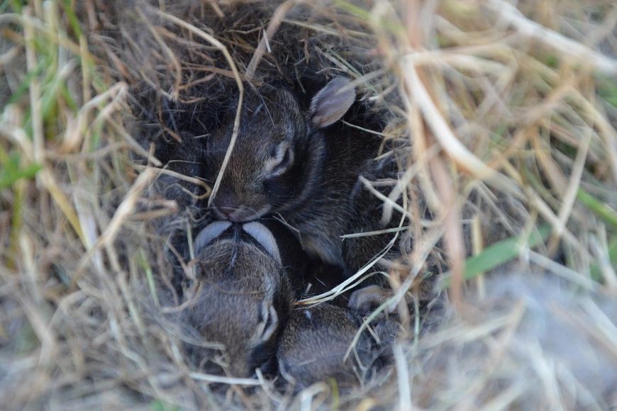 A group of baby cotton tailed rabbits curled up in a nest.