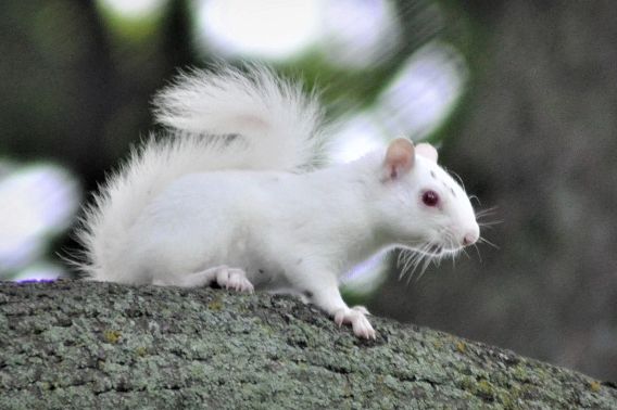 albino squirrel in tree