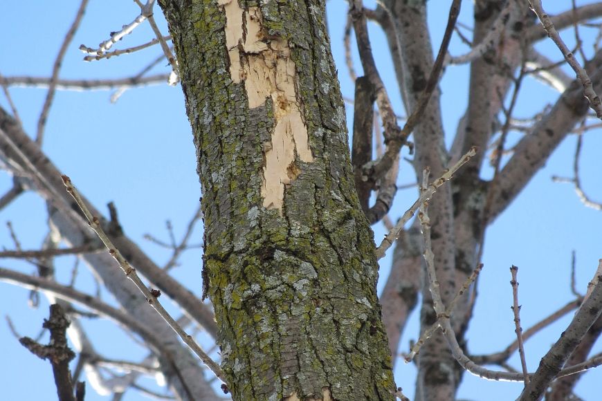 This ash tree branch in West Allis has been damaged or “flecked” by woodpeckers feeding on emerald ash borer larvae under the bark.