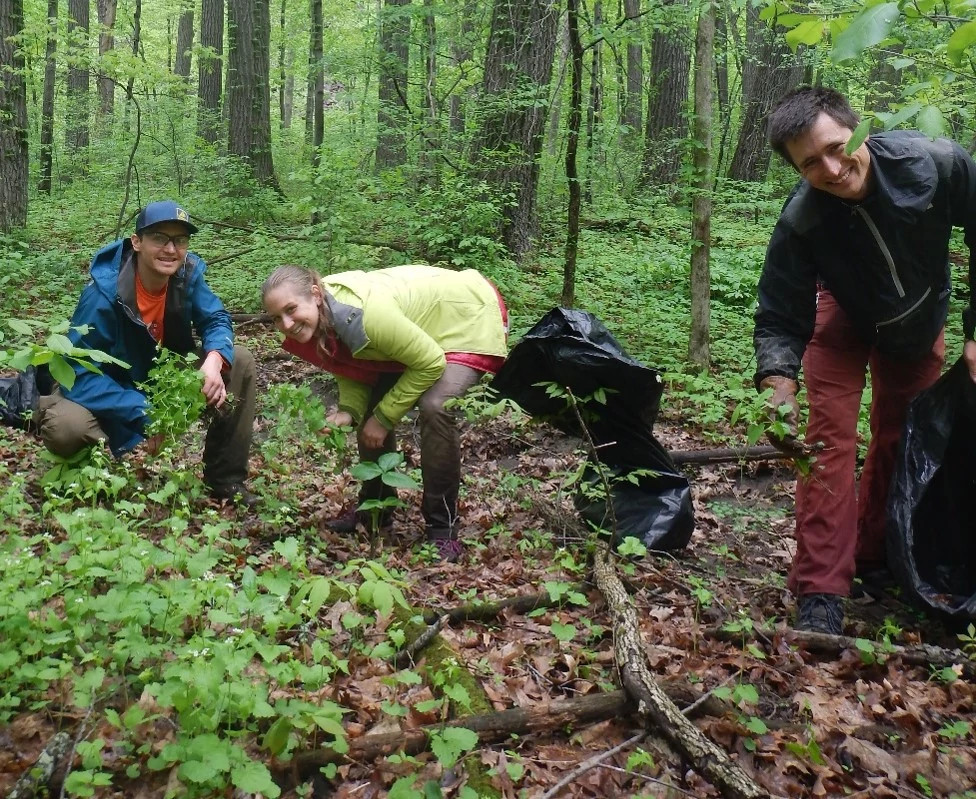 a woman and two men lean over invasive species while removing them