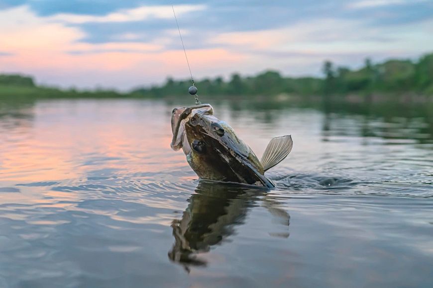 A walleye with its head out of the water, hooked on a line.