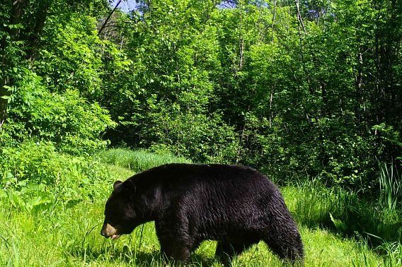Black bear in the woods