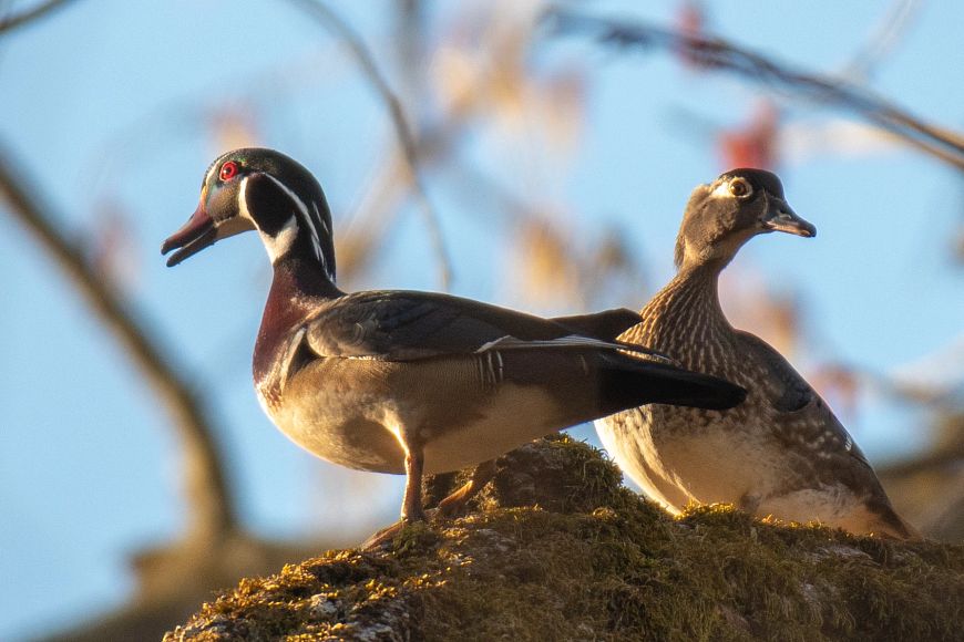 A pair of wood ducks perched on a mossy branch with the sun shining down on them.