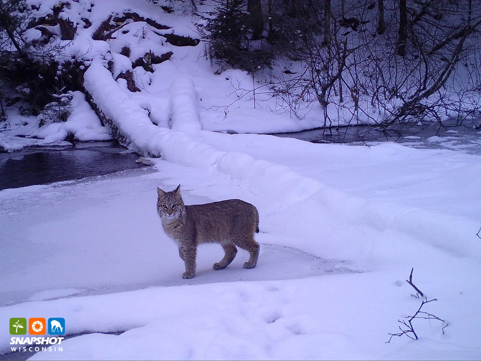 Vilas_Bobcat_38197495.jpg