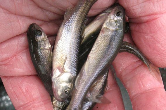 Silver minnows in the palm of a person's hand. 