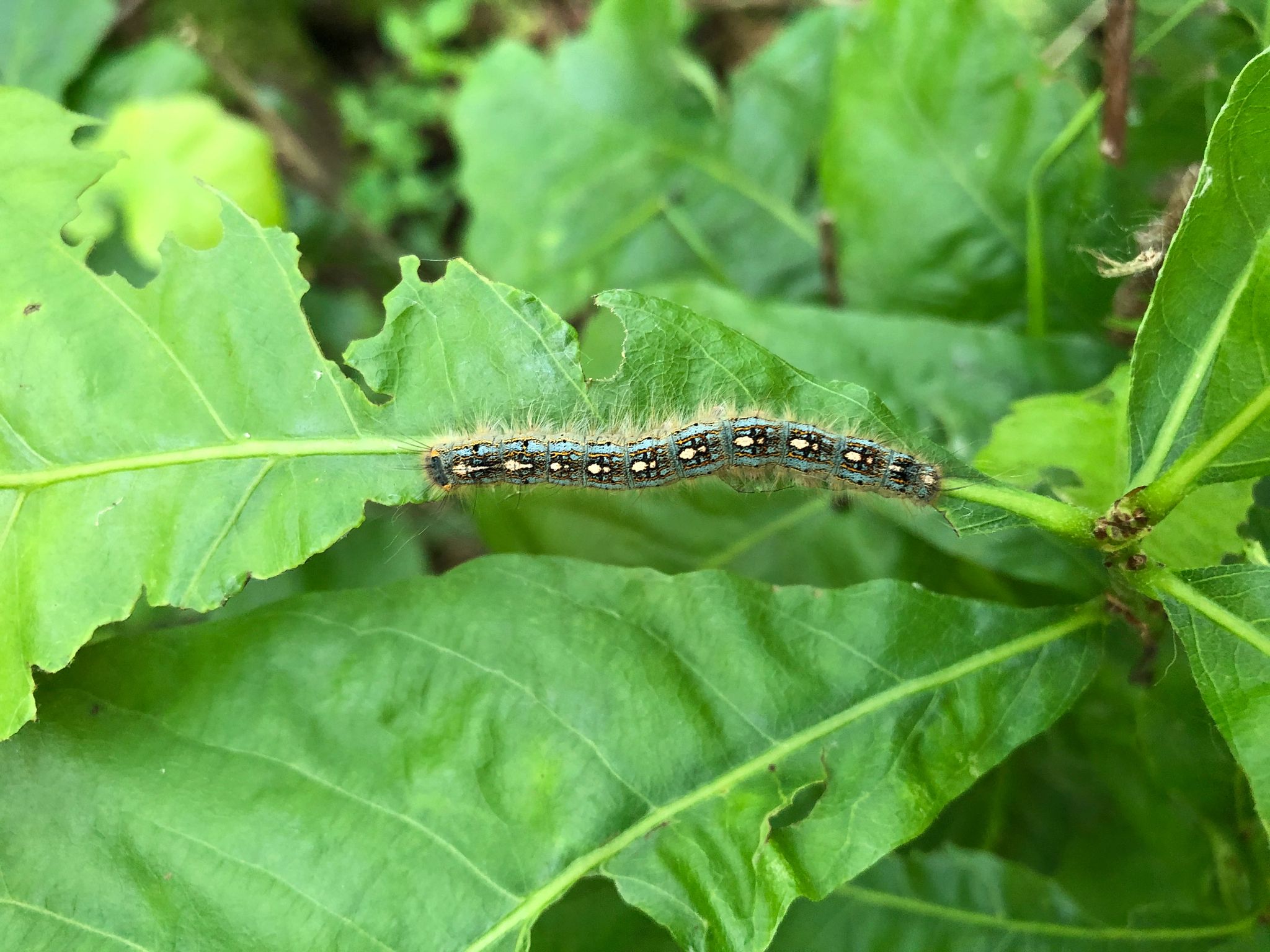 Forest-Tent-Caterpillar-at-Sensiba-Wildlife-Area.jpeg