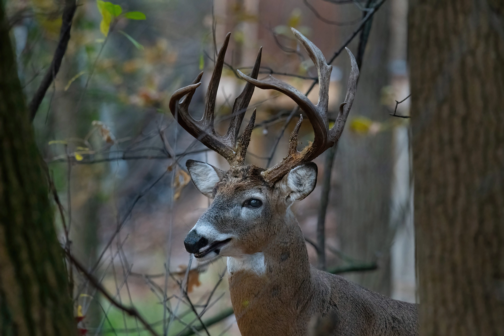 A close-up of a buck. 