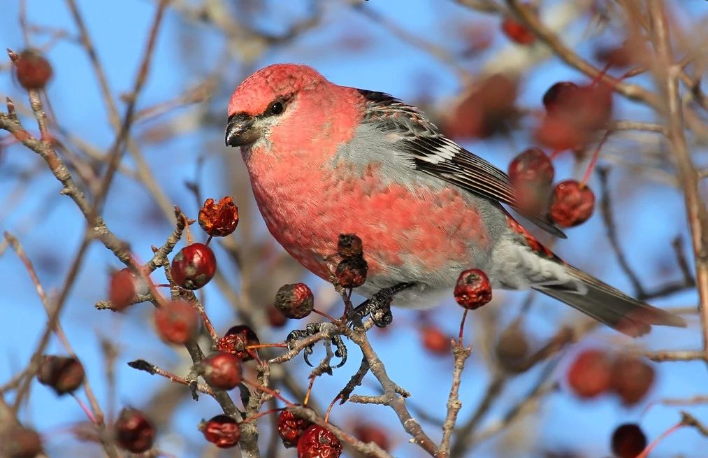 Pine grosbeak on branch