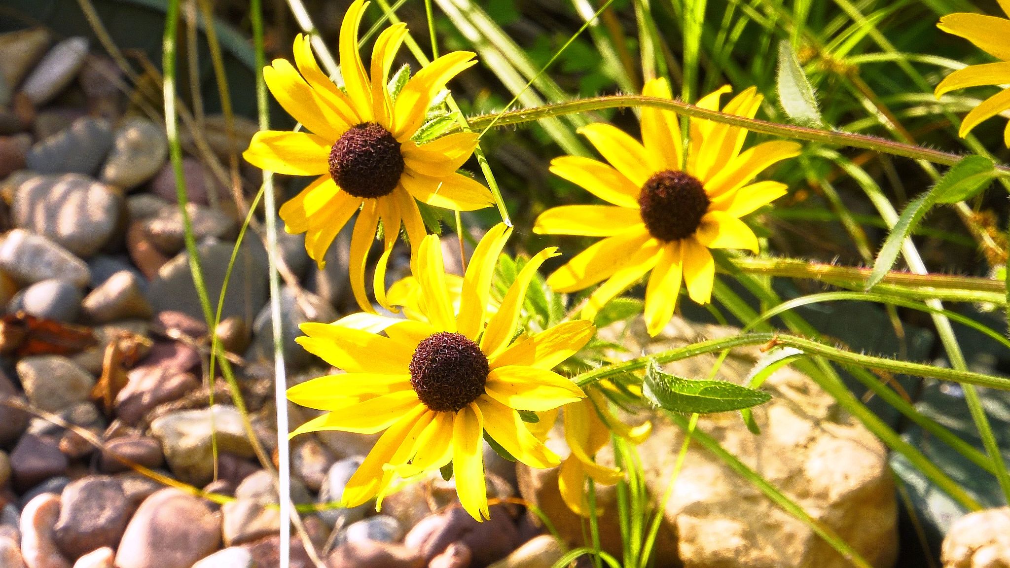 Three Black-eyed Susan flowers in the sunlight