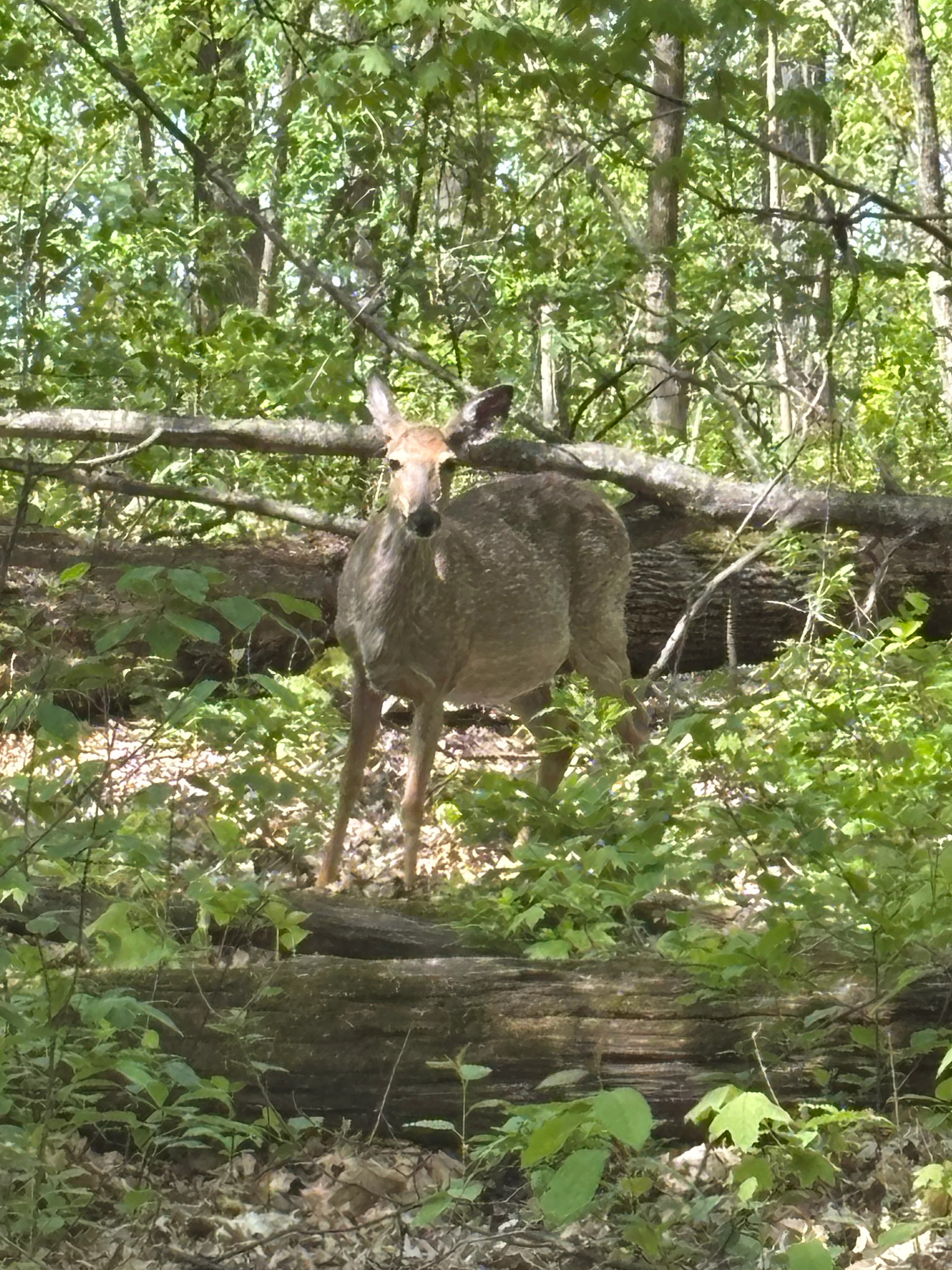 image-3.jpg