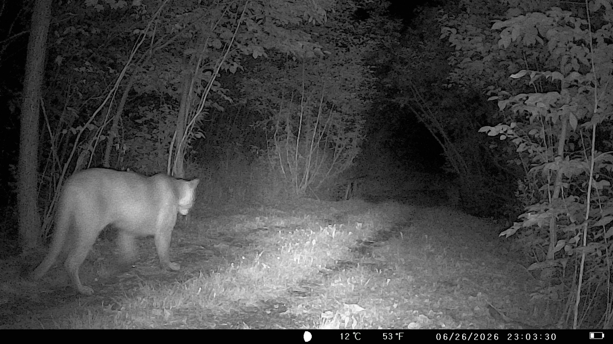 Cougar.jpeg