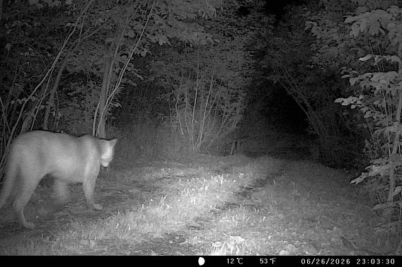 Cougar.jpeg