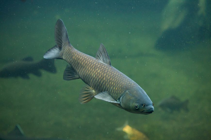 Silver carp, a type of invasive carp, swimming underwater.