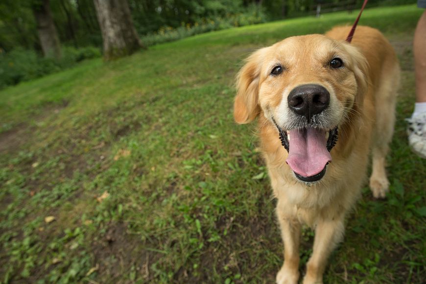 GoldenRetriever_Hiking_Wyalusing.jpeg