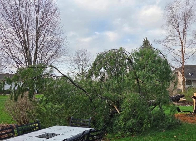 A large downed pine tree is broken off at the base of the trunk in the backyard of a residential neighborhood.