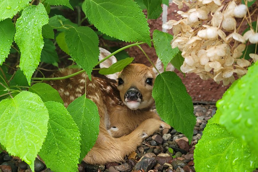 a fawn laying down under plants and looking at the camera